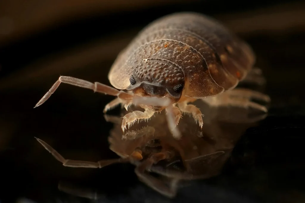 Bed-Bug-Treatment - Maplewood Pest Control Pros | Maplewood, NJ | 862-429-3113
